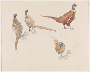 Four pheasants