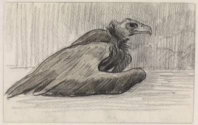 Seated Vulture, Facing Right