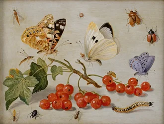 A still life with sprig of Redcurrants, butterflies, beetles, caterpillar and insects