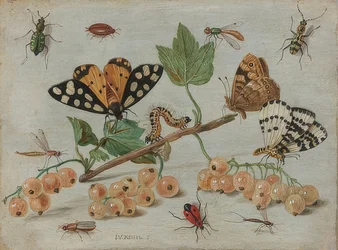 Insects and Fruits