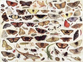 Study of Butterflies and Other Insects. 1657