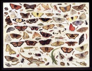 Study of Butterflies and Other Insects