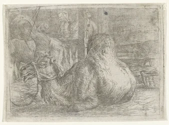 Lying Camel
