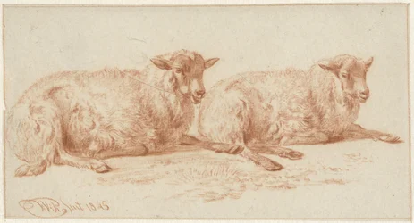 Study of Two Lying Sheep