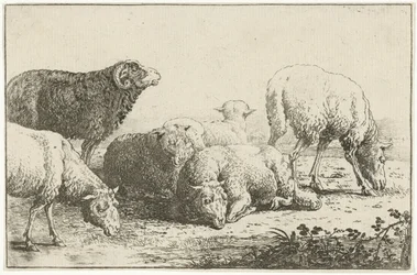 Sheep (series title: Animals, Zoographiam)