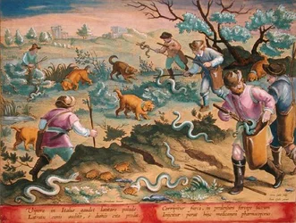 Italian Vipers Eating Toads, plate 60 from 