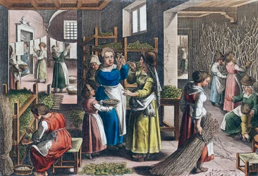 Silk Production in Europe in the 16th Century