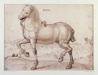 Study for a horse Drawing by Giovanni Stradano