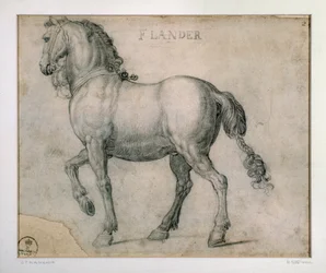 Study for a Horse from the Flanders