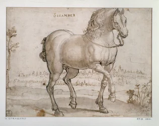 Study for a Sicamber horse