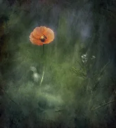 Ethereal Orange Poppy