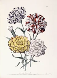 A Variety of Carnations