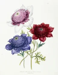 Cultivated Double Varieties of Anemone Coronaria