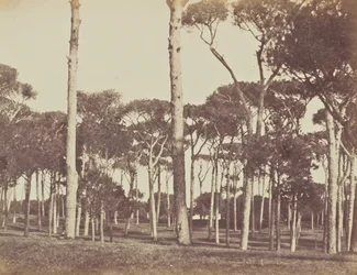 Stone Pine Grove, Villa Pamphili Doria, Rome