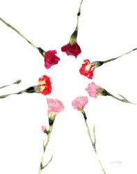 Circular Carnations, c.2019
