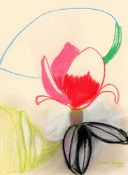 Magnolia in Colour