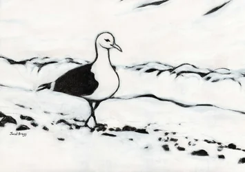 Seagull from Washington Park, c.2017