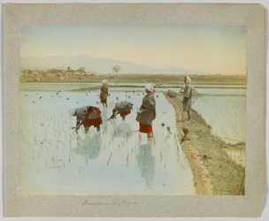 Transplanting rice, Japan