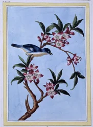 Bird - Japanese print
