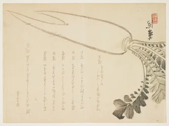 Daikon Radish, January 1864
