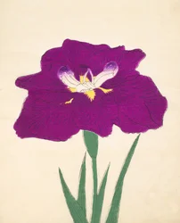 Hizume-no-Hyoshi, no.29, 1898