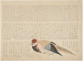 Pheasant, c.1818-29