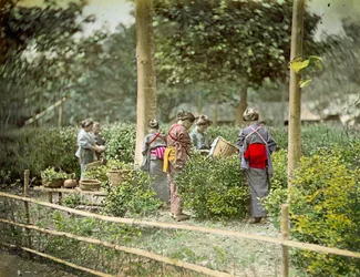 Picking Tea