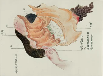 The stomach and intestines from the dissection of a torture victim of 1796, from a makimono of a Midori doctor, 1842