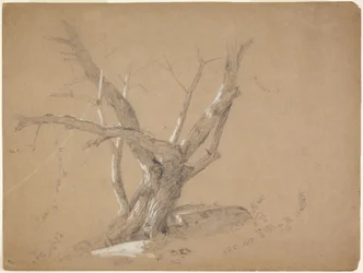 Study of a Tree
