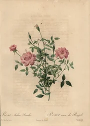 Pink Miniature China Rose, Rosa Chinensis