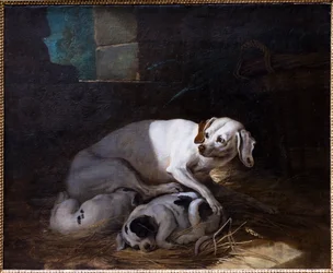 Dog Nursing Her Young