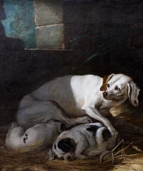 Dog Nursing Her Young