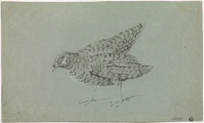 Partridge
