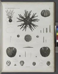 Urchins