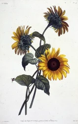 Fleurs de tournol ou soleils. Botanical plate from 