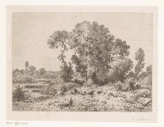 Group of Trees by a Swamp