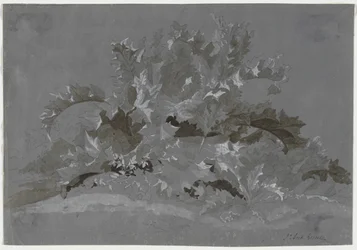 Study of Weeds