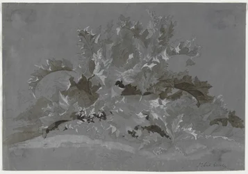 Study of Weeds