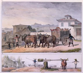 Transporting Meat and Taming an Ox