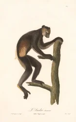 Black Indri