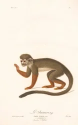 Common Squirrel Monkey