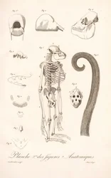 Comparative Primate Anatomy, Second Plate