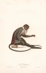 Diana Monkey