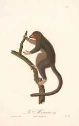 Mongoose Lemur