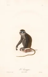 Red-tailed Monkey