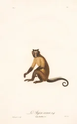 Tufted Capuchin