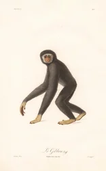 White-handed Gibbon
