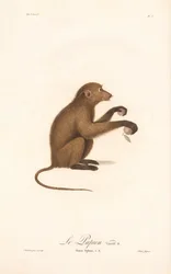 Young Guinea Baboon