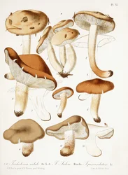 Fungi