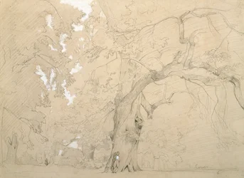 Young Man in Front of a Great Oak, c.1840